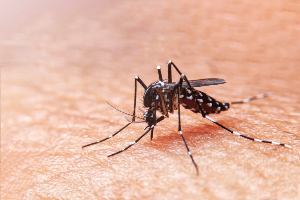 ¿Qué es el dengue? Síntomas, causas y tratamiento
